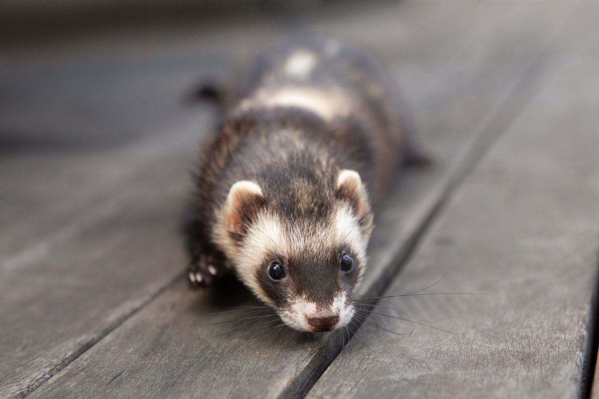 ensaio-pet-familia-foroes-vitoria-2026