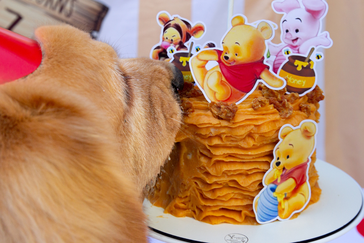 aniversario-pet-vitoria-ursinho-pooh-vitoria-2026 