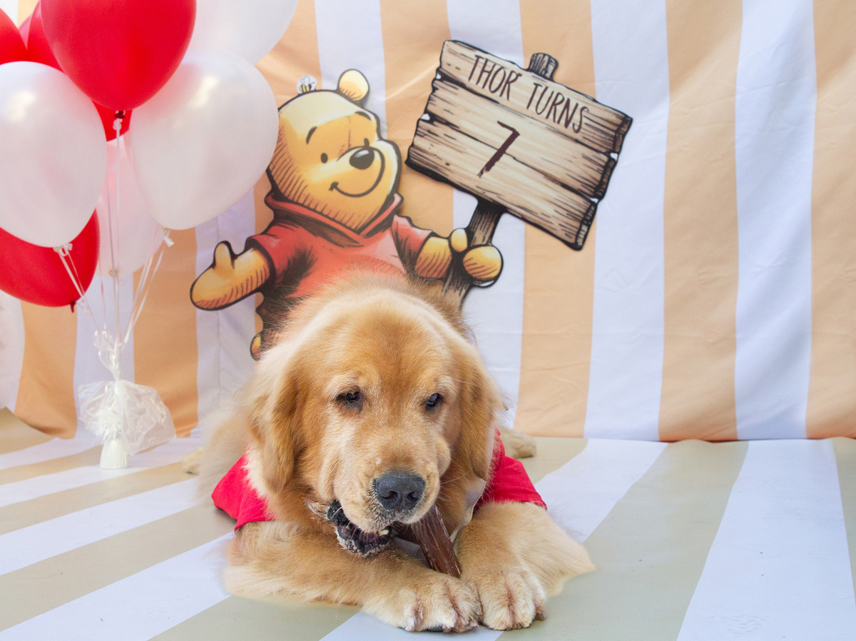 aniversario-pet-vitoria-ursinho-pooh-vitoria-2026 