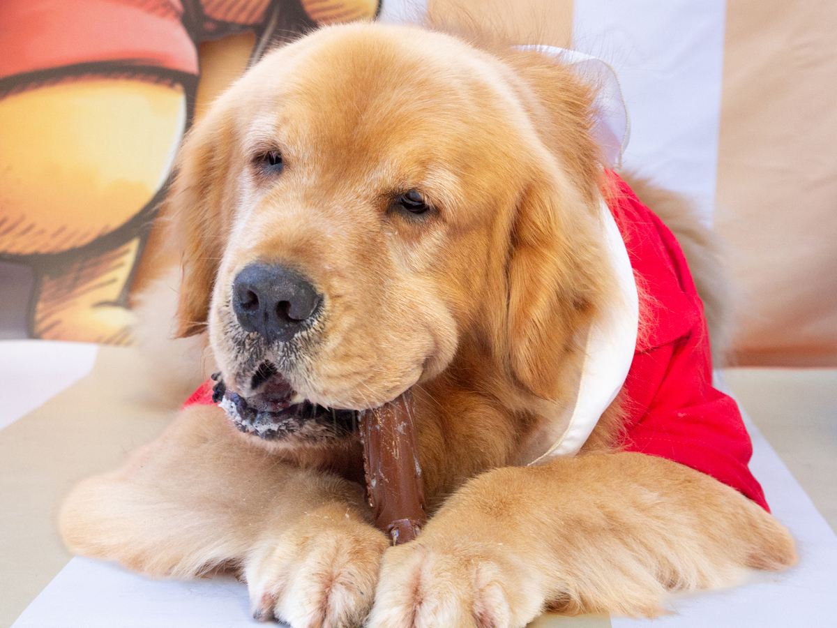 aniversario-pet-vitoria-ursinho-pooh-vitoria-2026 