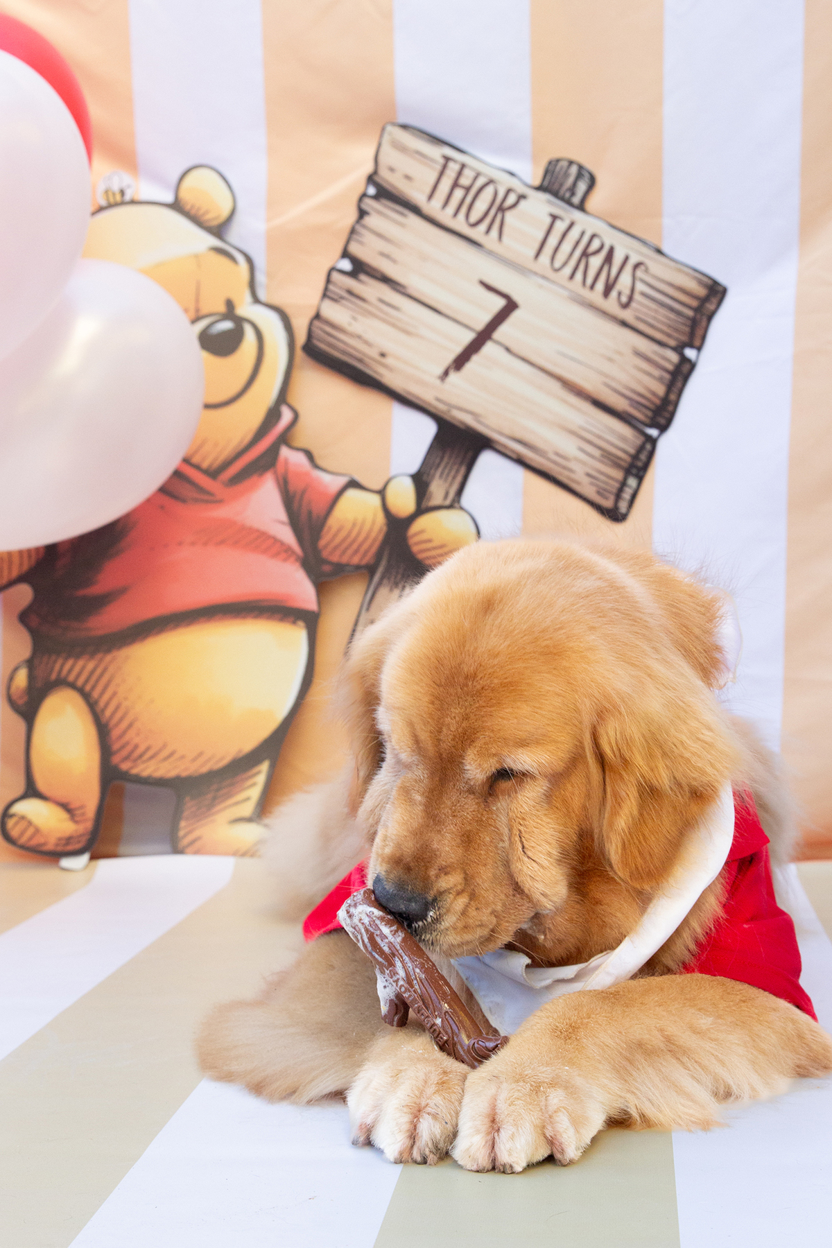 aniversario-pet-vitoria-ursinho-pooh-vitoria-2026 