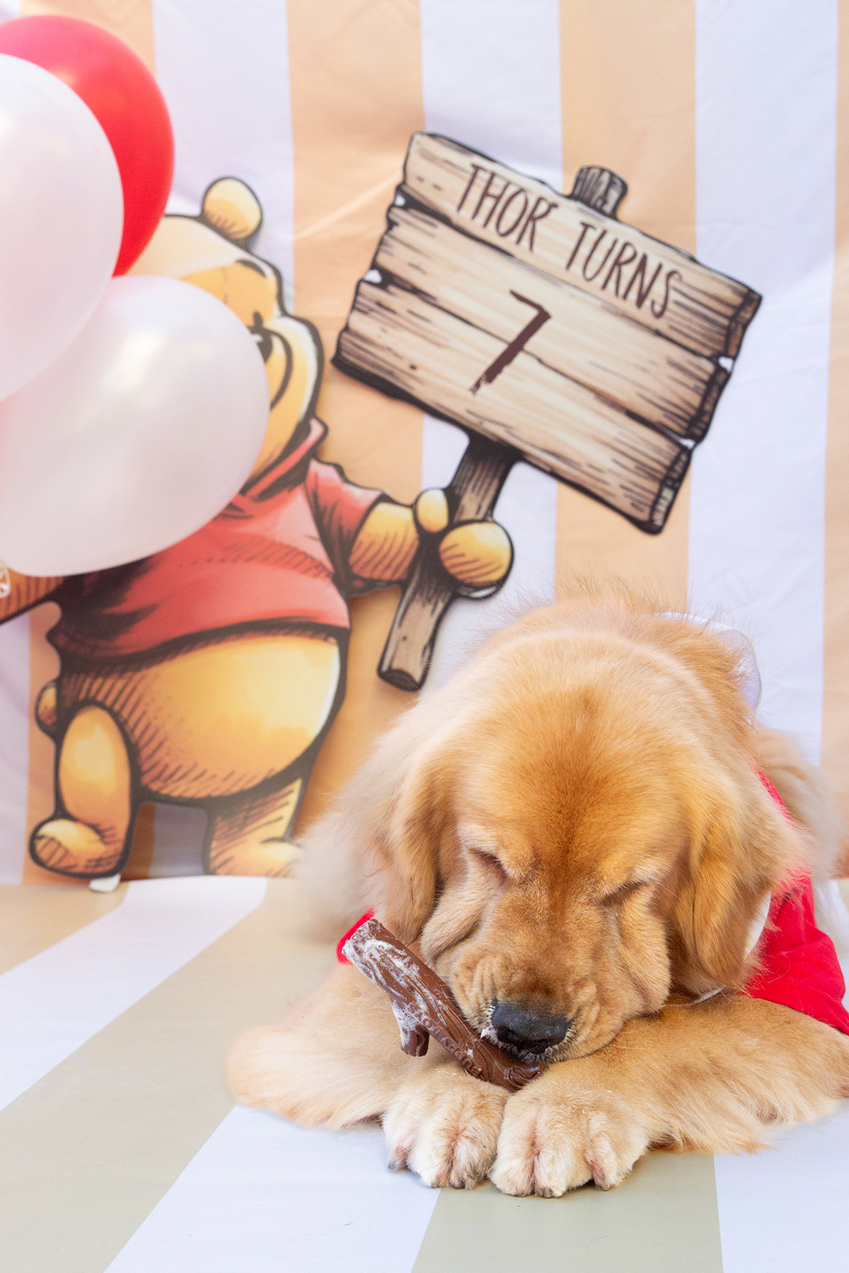 aniversario-pet-vitoria-ursinho-pooh-vitoria-2026 