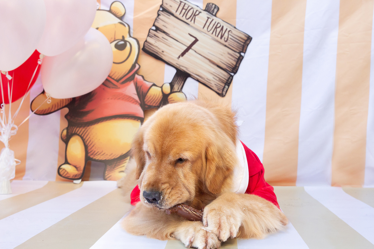 aniversario-pet-vitoria-ursinho-pooh-vitoria-2026 