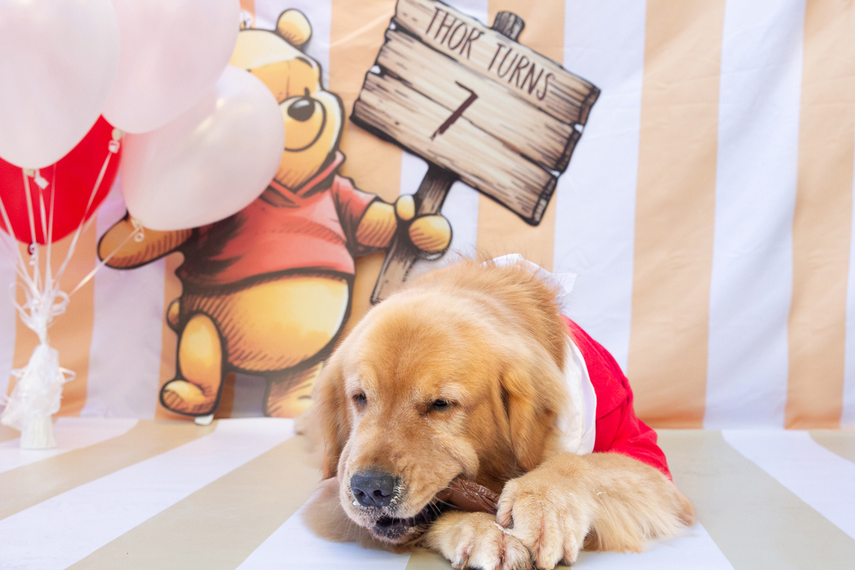 aniversario-pet-vitoria-ursinho-pooh-vitoria-2026 