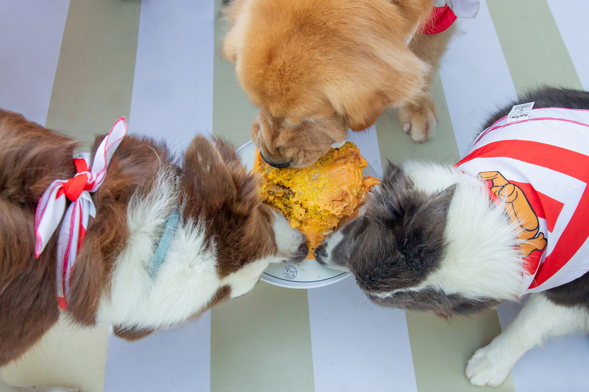 aniversario-pet-vitoria-ursinho-pooh-vitoria-2026 