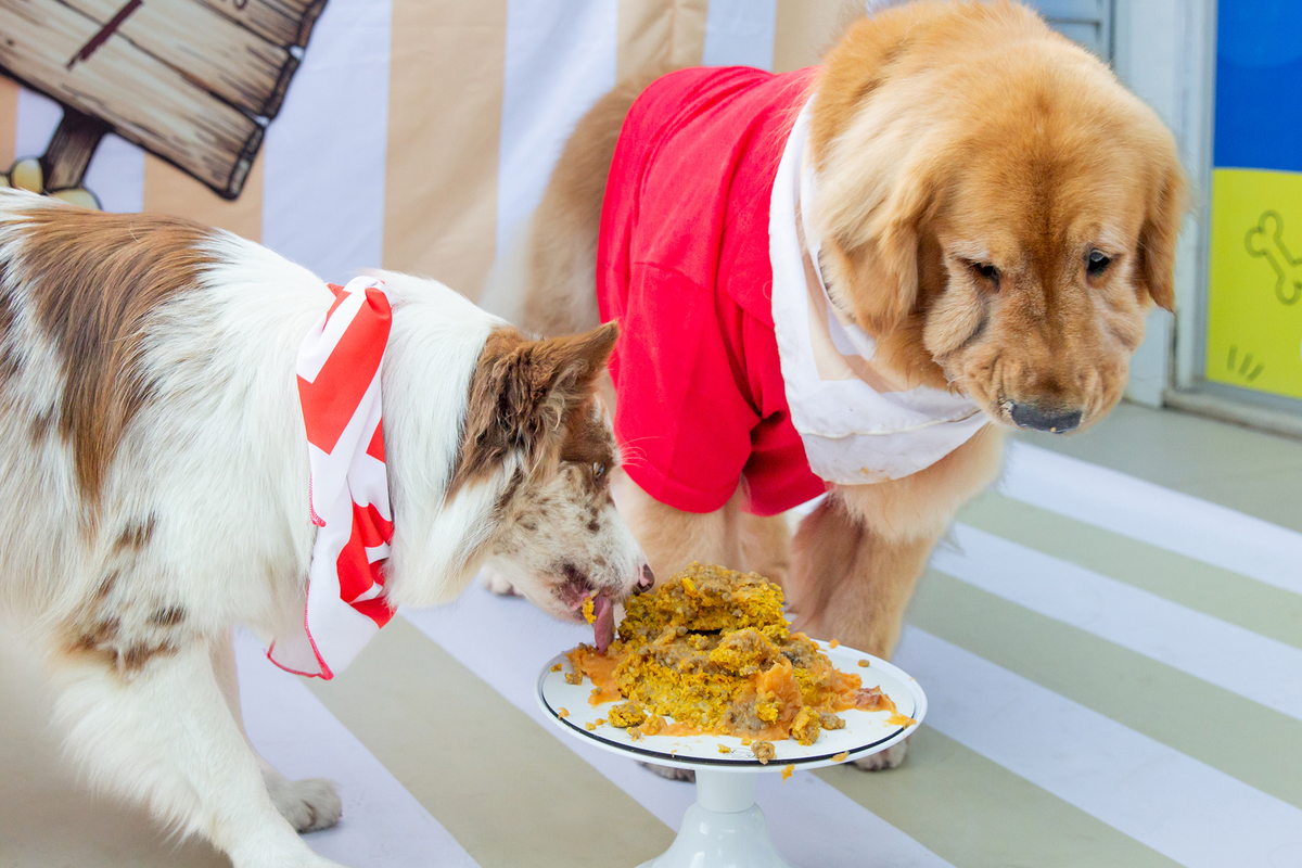 aniversario-pet-vitoria-ursinho-pooh-vitoria-2026 