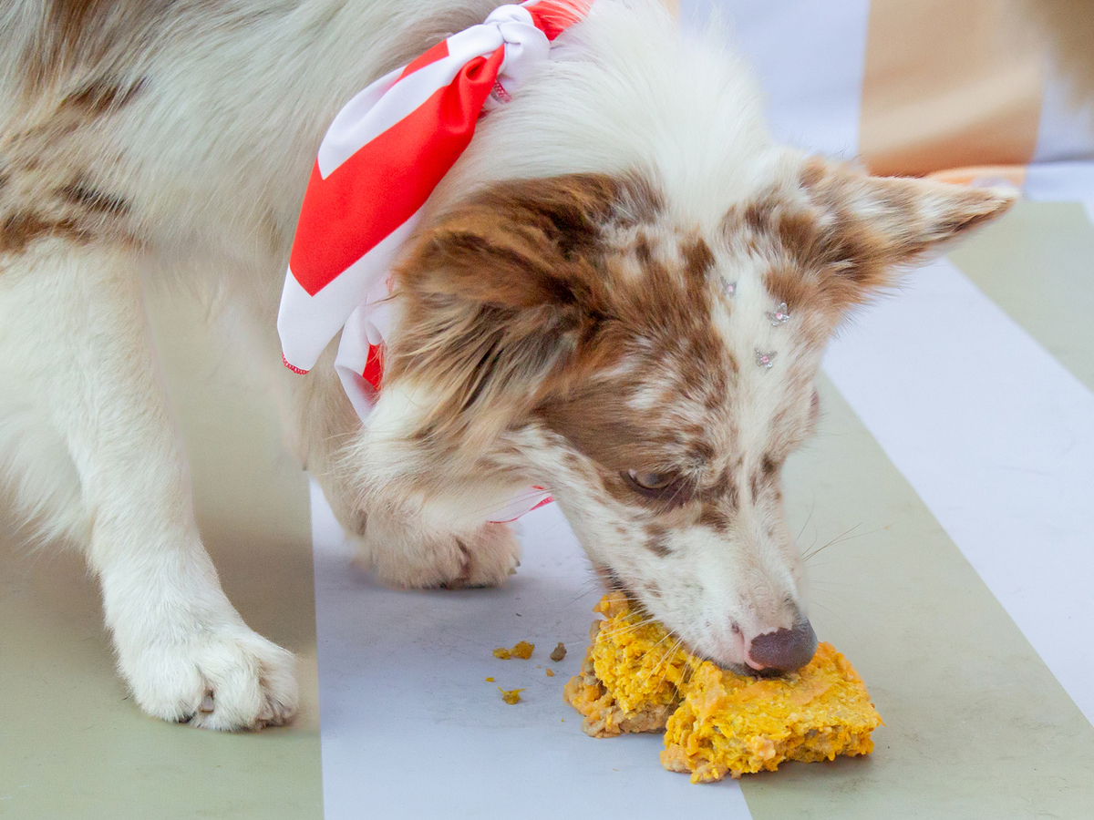 aniversario-pet-vitoria-ursinho-pooh-vitoria-2026 