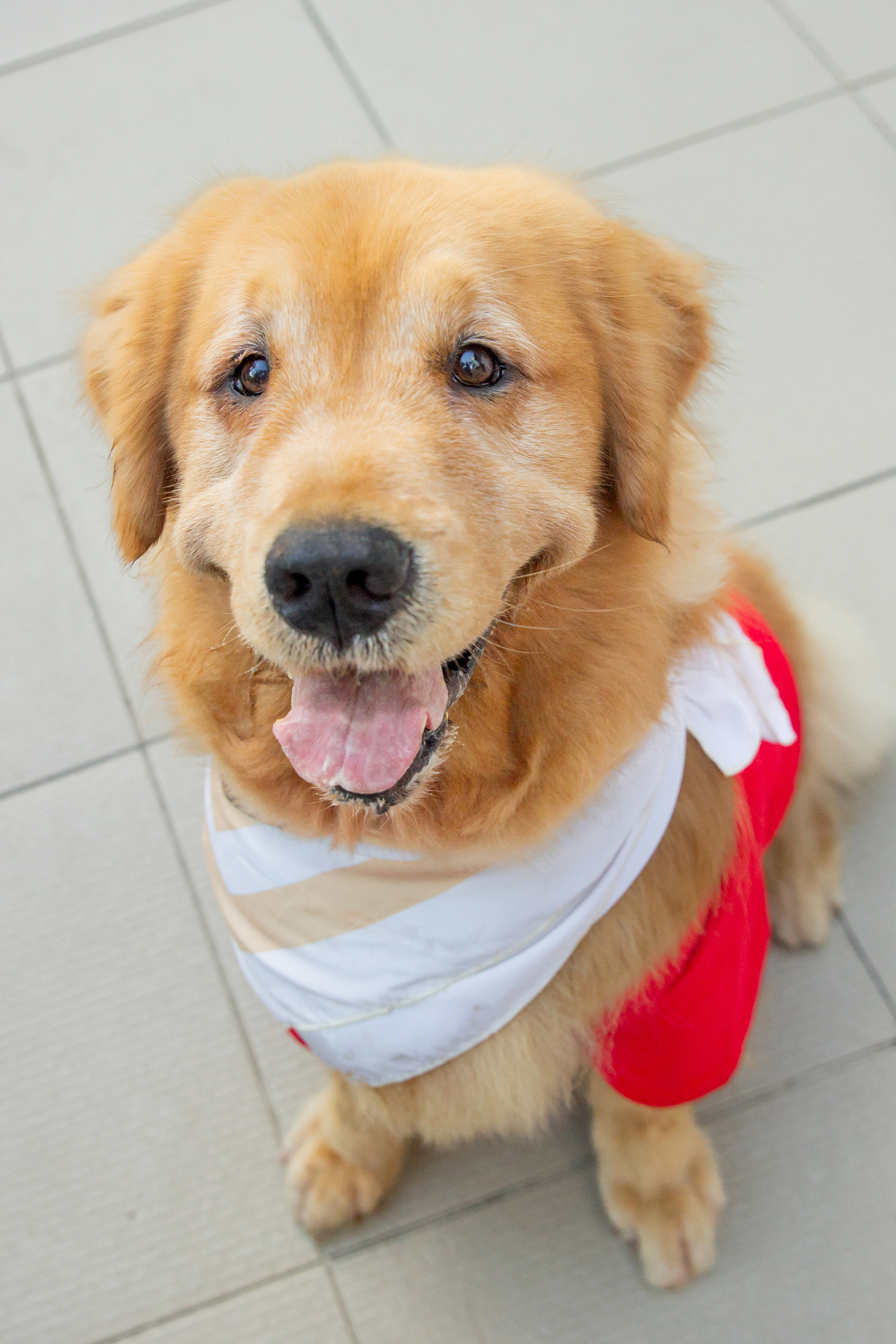 aniversario-pet-vitoria-ursinho-pooh-vitoria-2026 