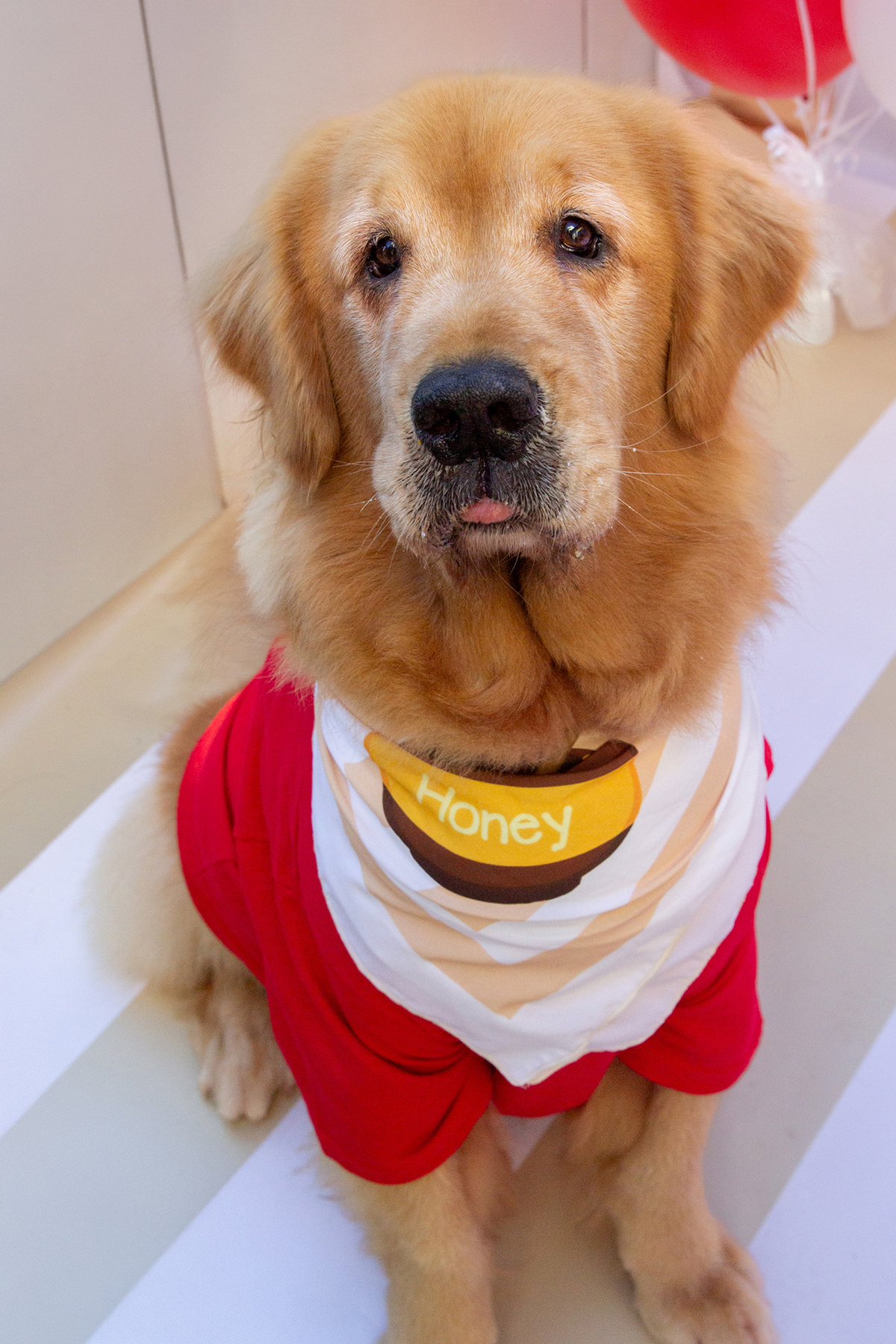 aniversario-pet-vitoria-ursinho-pooh-vitoria-2026 