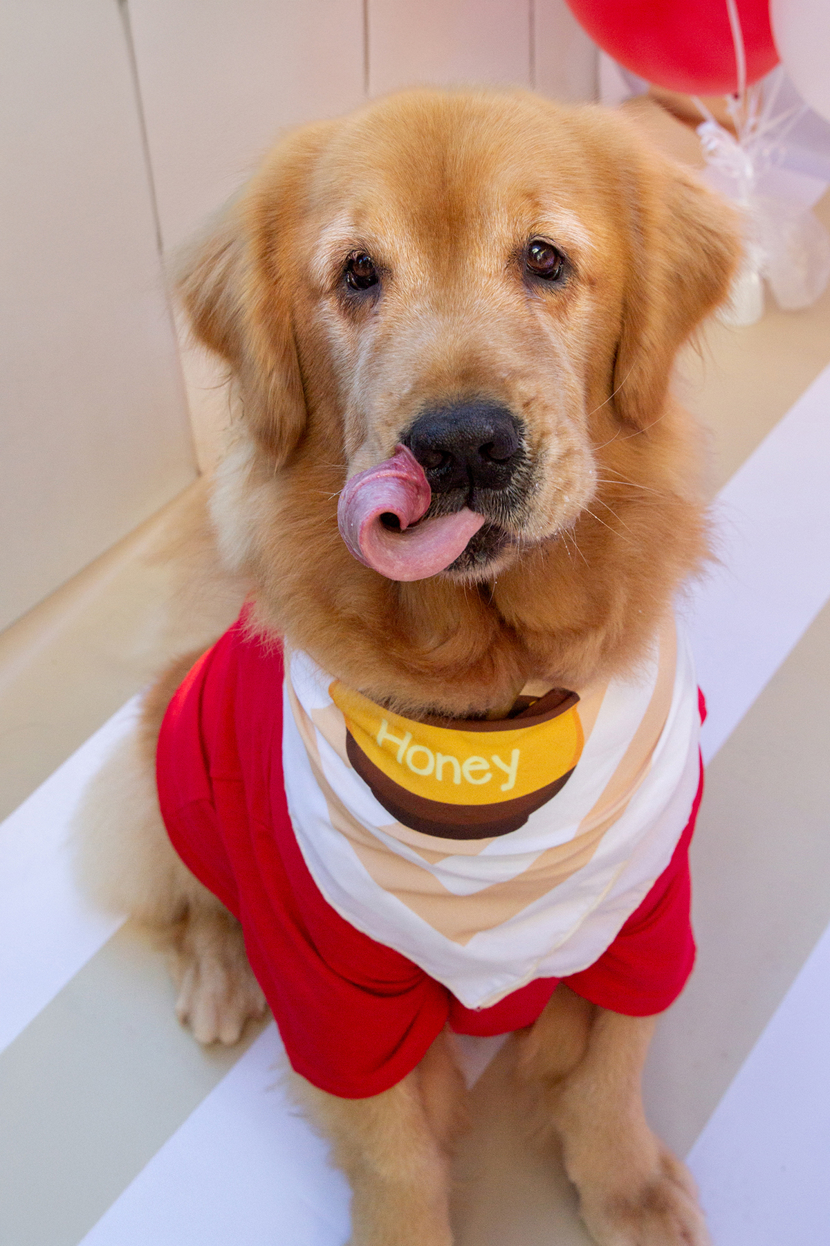 aniversario-pet-vitoria-ursinho-pooh-vitoria-2026 