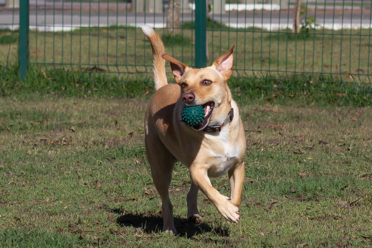 ensaio-pet-parque-ao-ar-livre