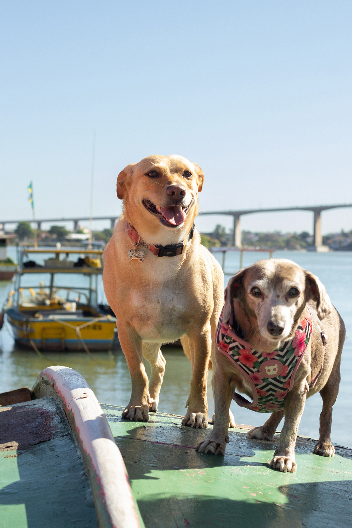 ensaio-pet-familia-praia-ao-ar-livre