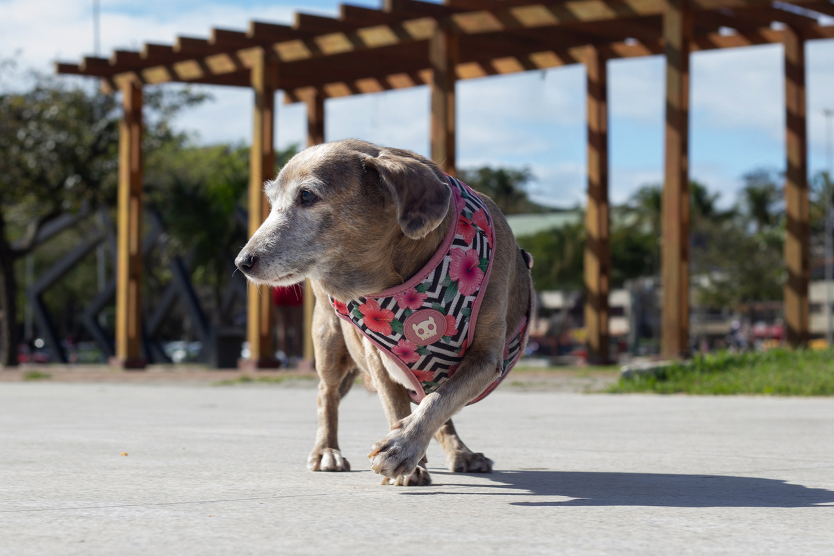 ensaio-pet-parque-ao-ar-livre