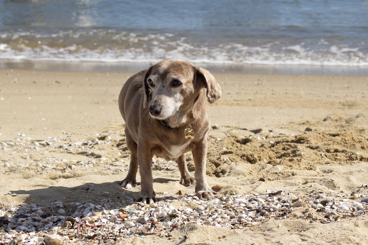ensaio-pet-familia-praia-ao-ar-livre