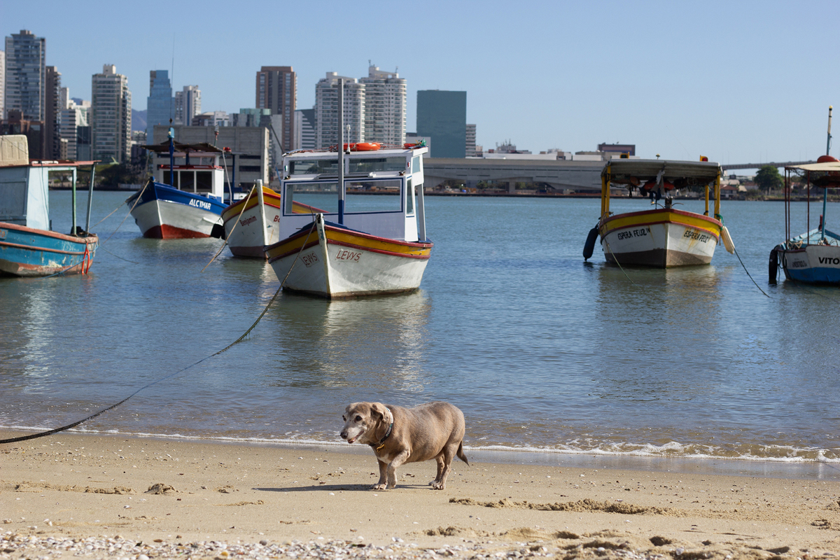 ensaio-pet-familia-praia-ao-ar-livre