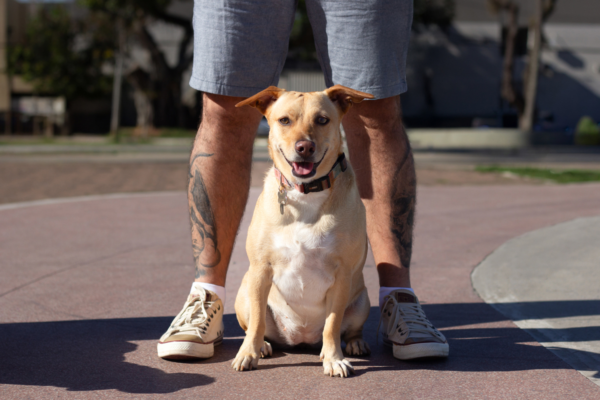 ensaio-pet-ao-ar-livre