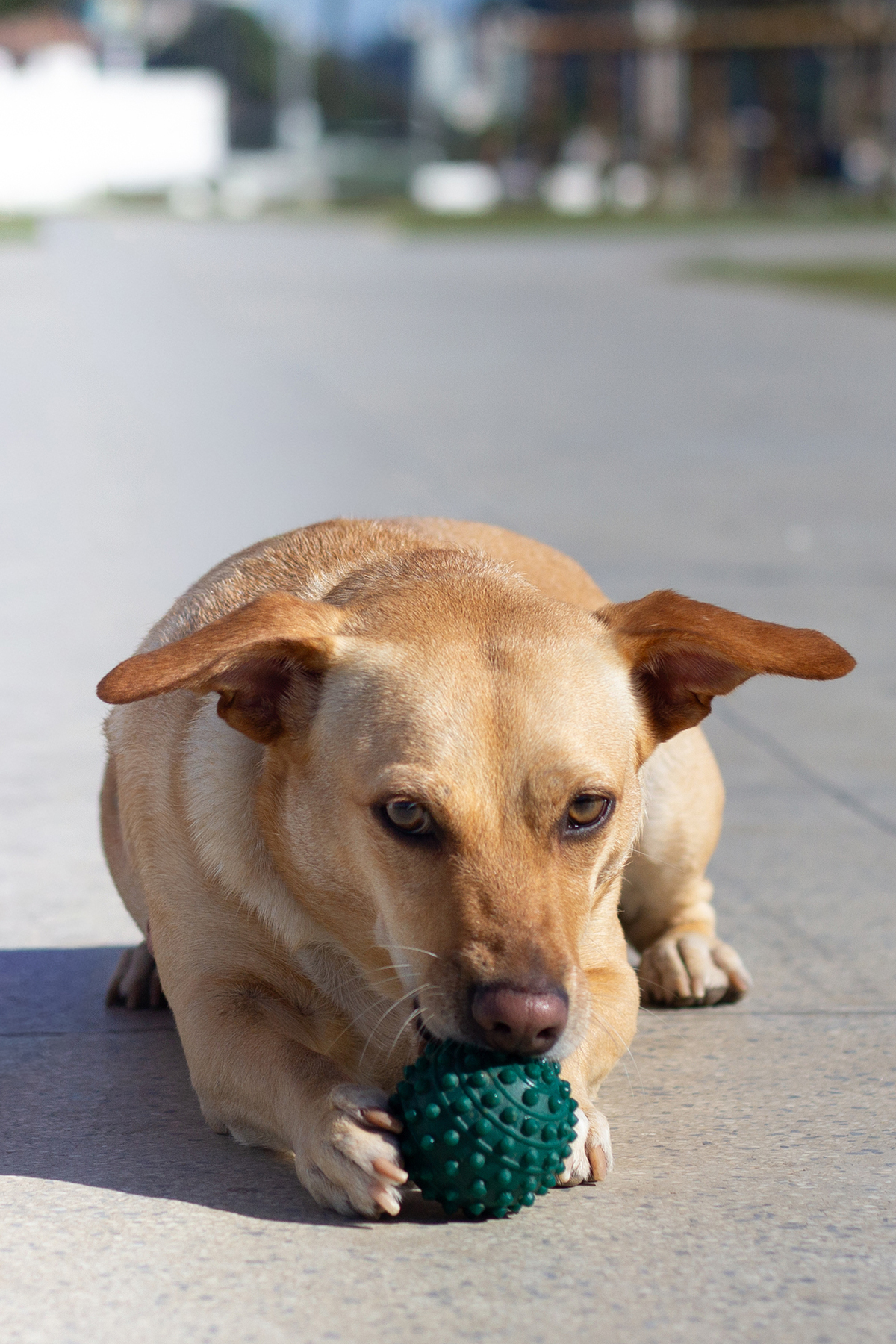 ensaio-pet-parque-ao-ar-livre