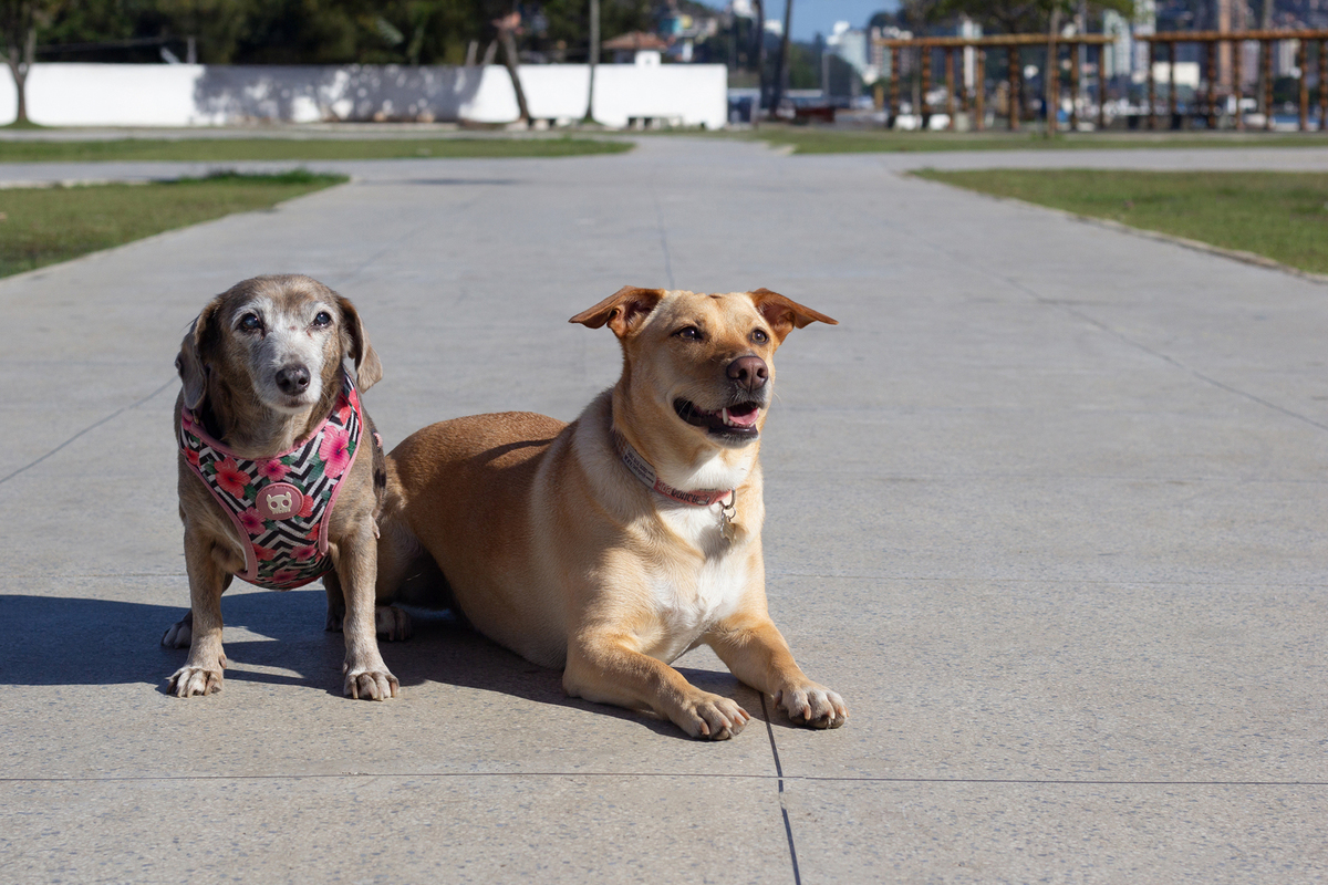 ensaio-pet-parque-ao-ar-livre