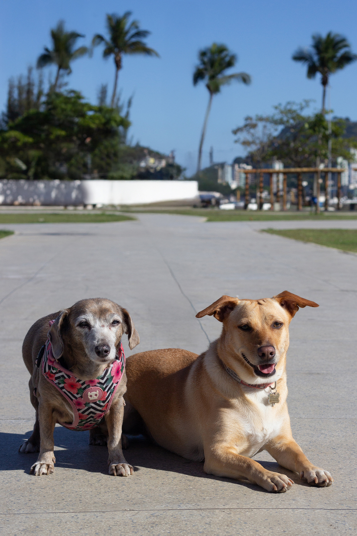 ensaio-pet-parque-ao-ar-livre