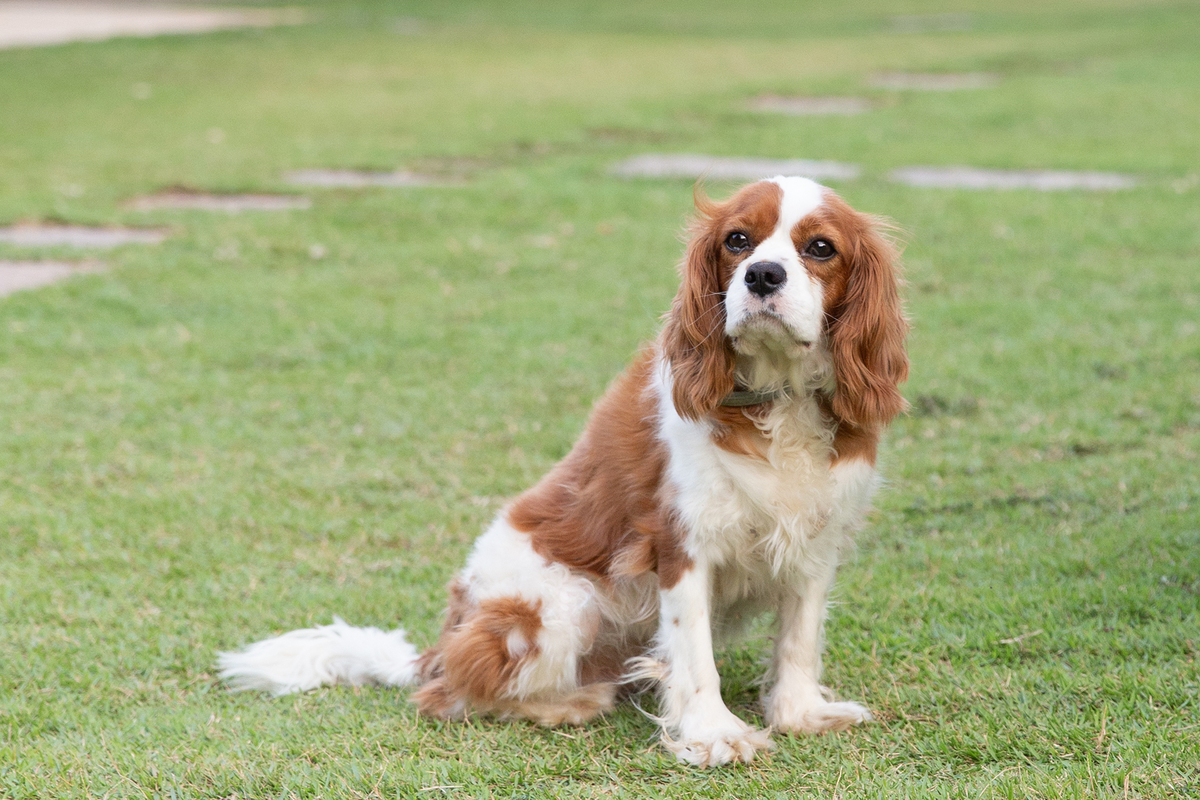 pet da família, curtindo o jardim durante a festa 