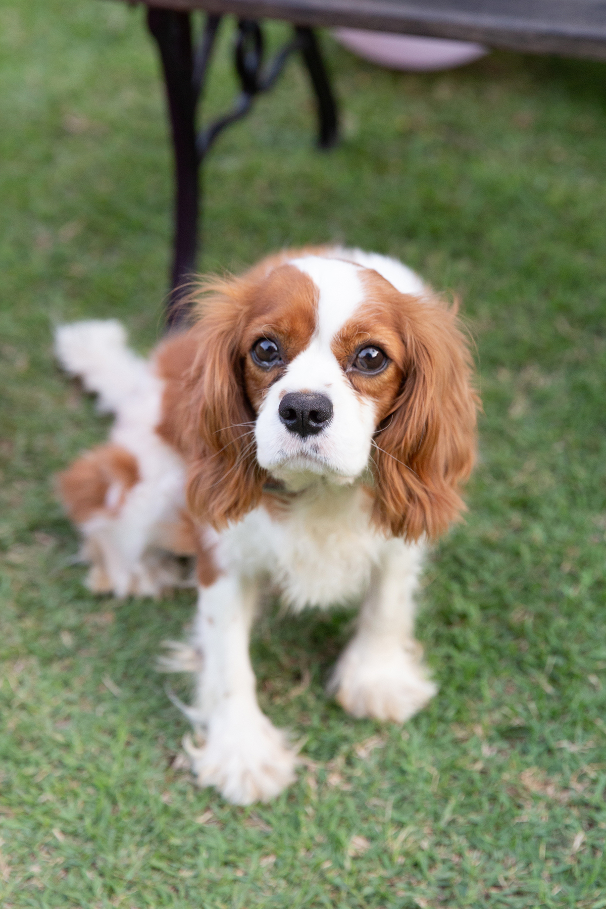 pet da família, curtindo o jardim durante a festa 