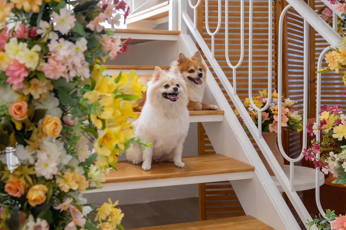 Os dois Spitz posando para foto juntos, sentados na escada, no cenário de dia das mães Flores