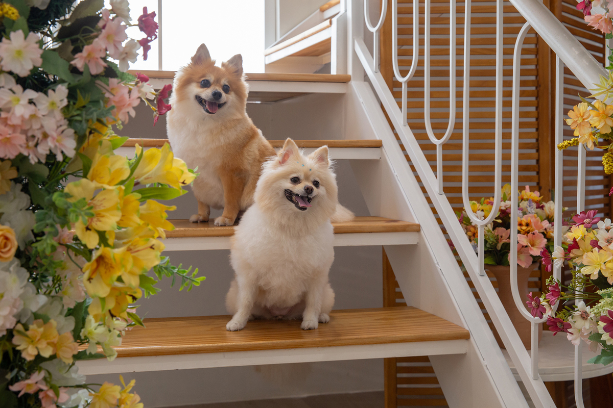 Os dois Spitz posando para foto juntos, sentados na escada, no cenário de dia das mães Flores