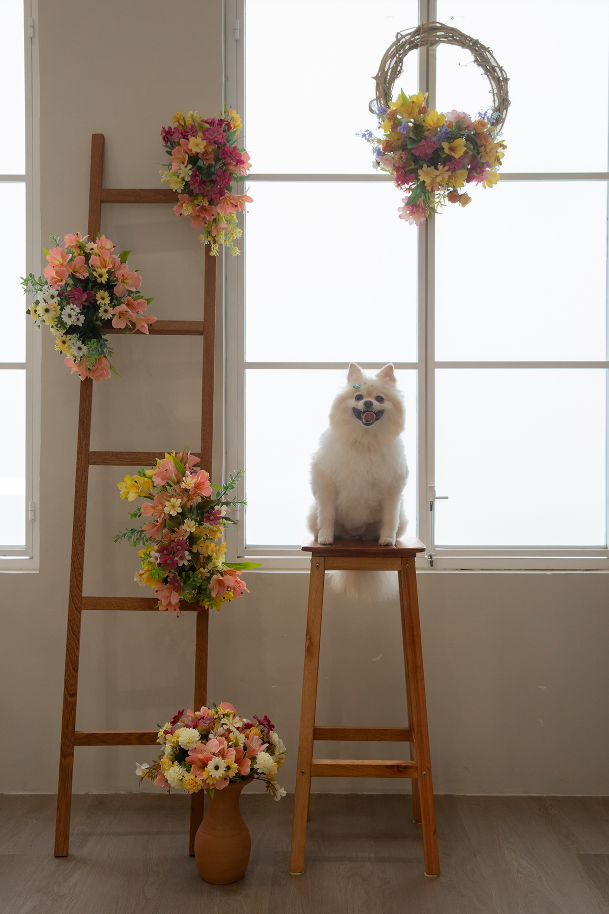 Spitz no cenário de flores, com a língua de fora, fotografado em um ângulo mais aberto