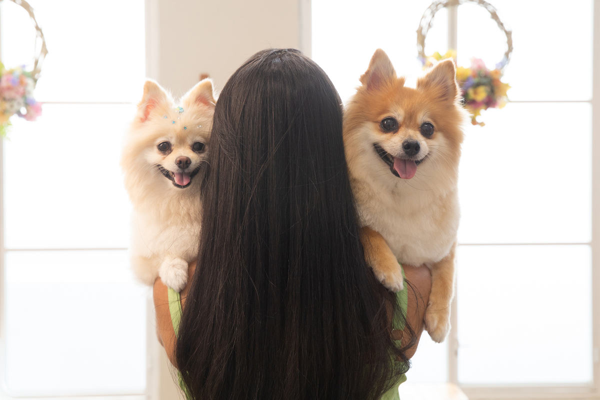 os dois spitz no colo da mãe, olhando para câmera. Ela está de costas para câmera 