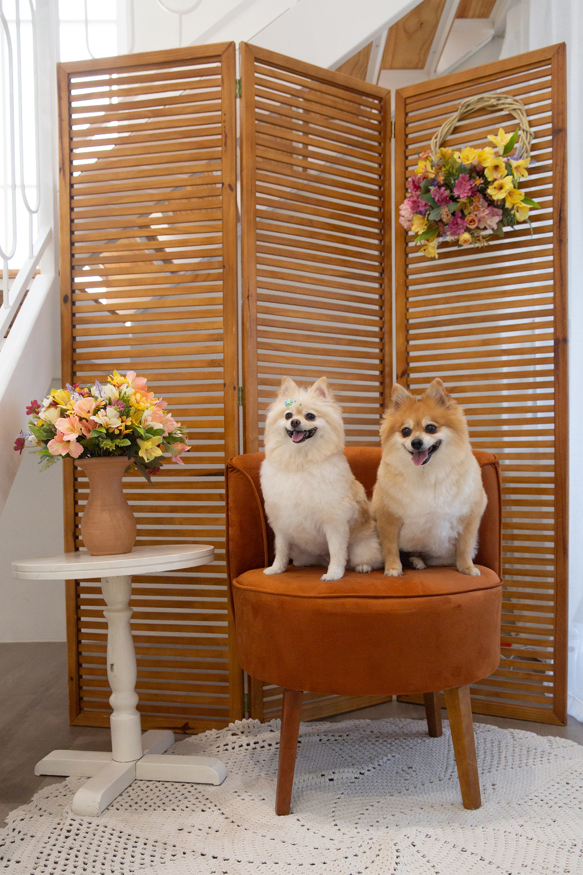 Os dois Spitz posando para foto juntos, sentados no sofá, no cenário de dia das mães Flores