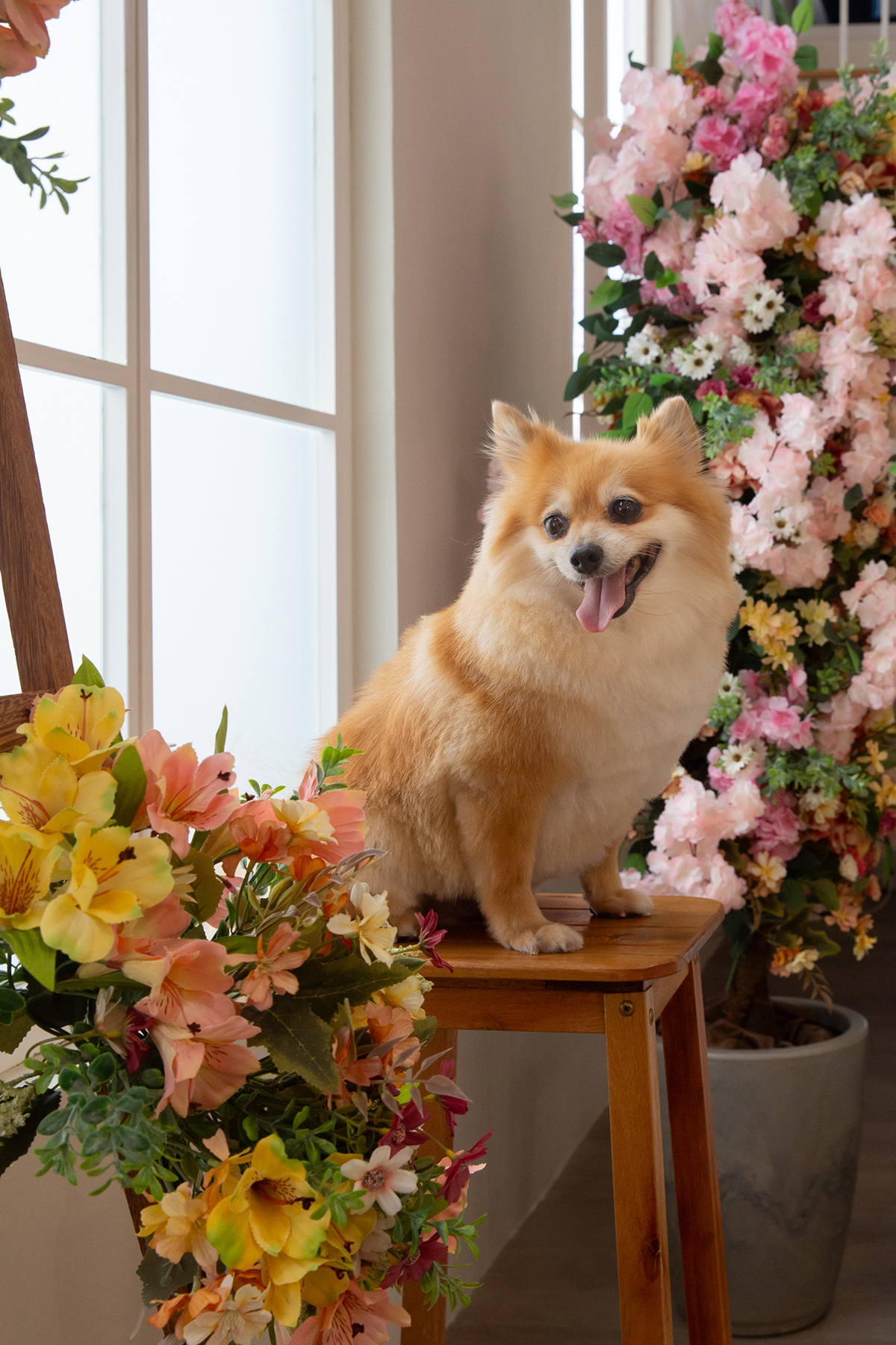 Spitz no cenário de flores, com a língua de fora, fotografado em um ângulo mais fechado
