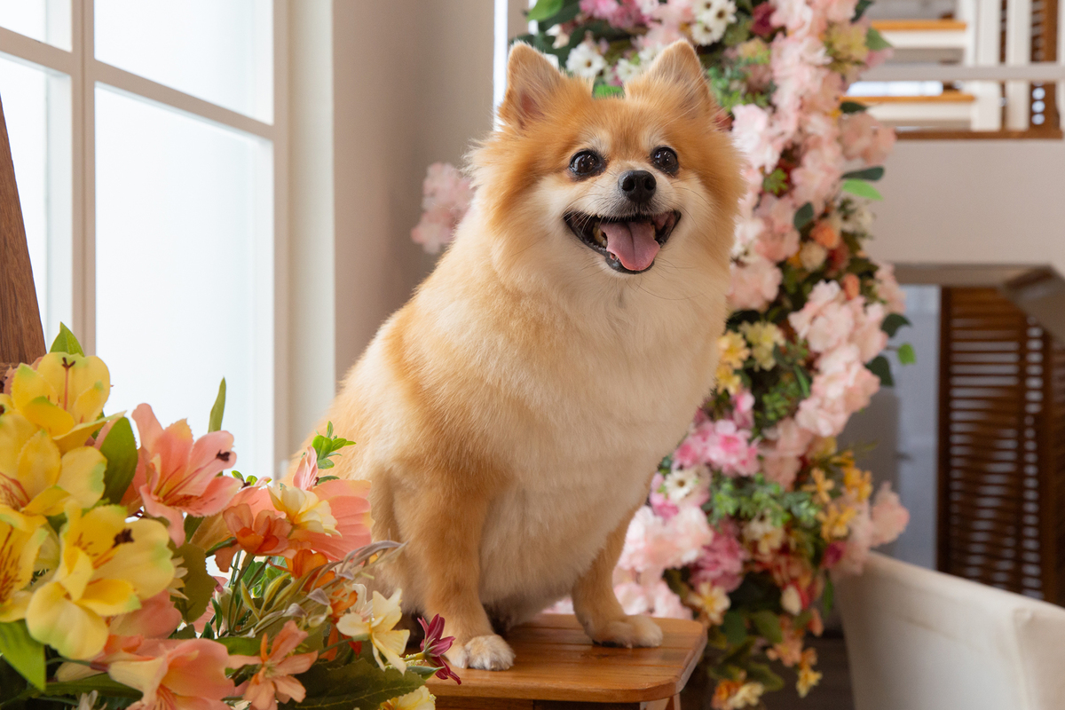 Spitz no cenário de flores, com a língua de fora, fotografado em um ângulo mais fechado