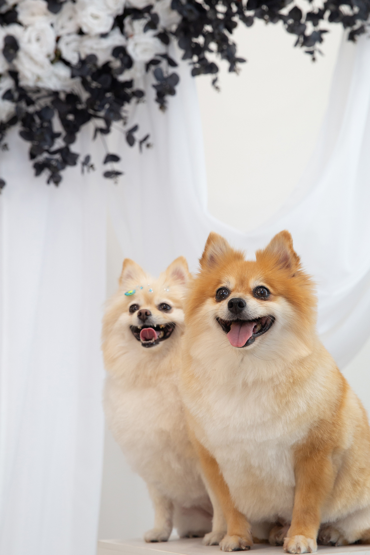 Os dois Spitz posando para foto juntos, sentados no sofá, no cenário borboletas preto e branco