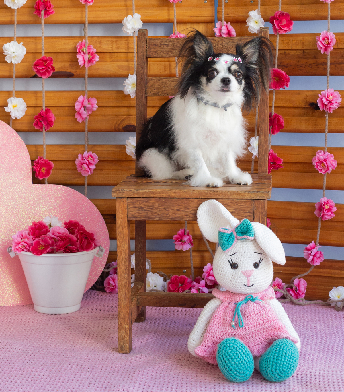 Chiuhuahua posando para câmera no cenário 