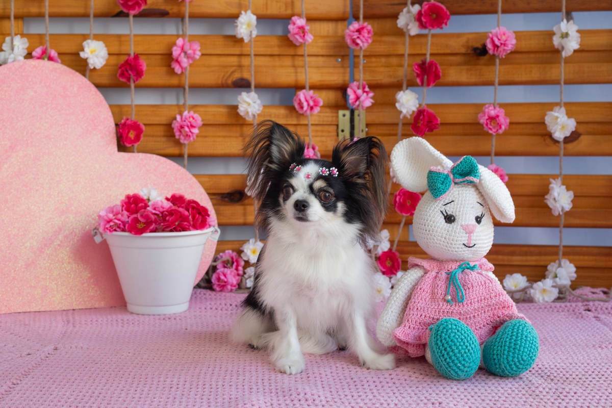 Chihuahua posando para câmera no cenário 