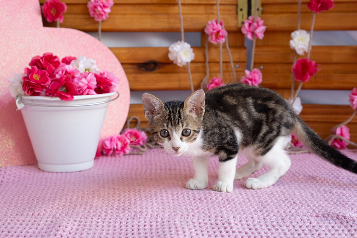 gatinha posando para câmera no cenário 