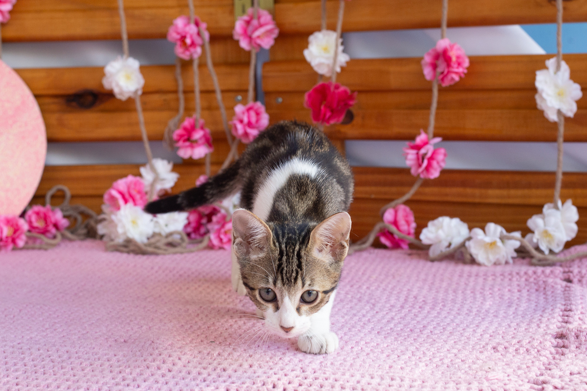 gatinha posando para câmera no cenário 