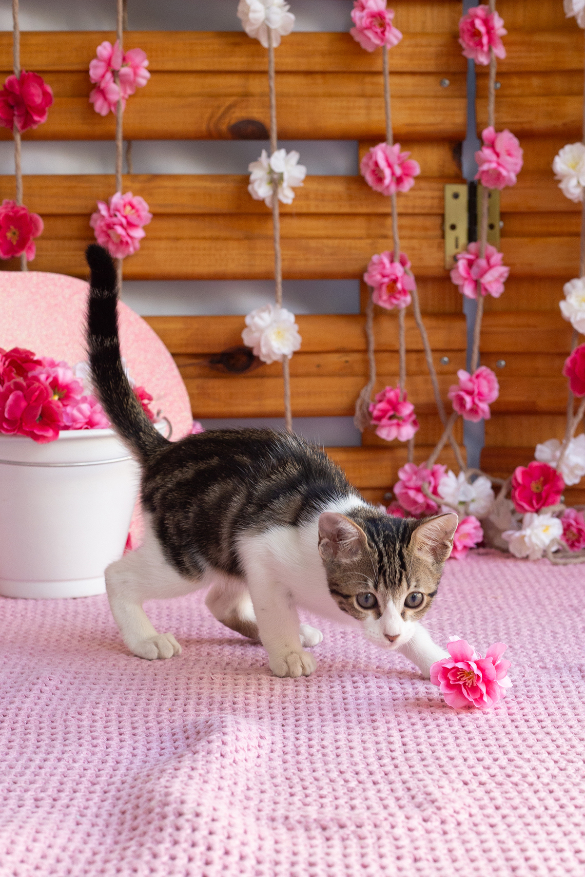 gatinha brincando no cenário de dia das mães  