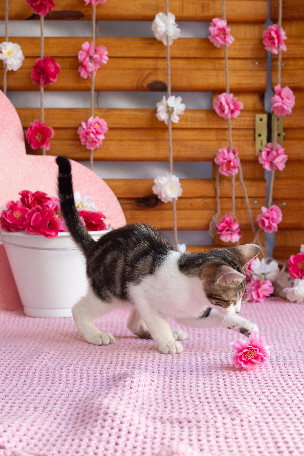 gatinha brincando no cenário de dia das mães  