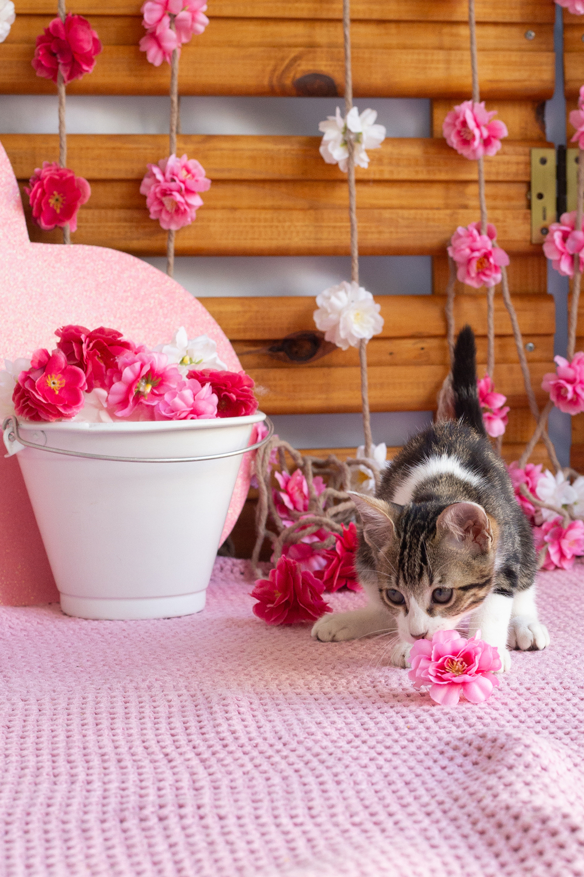 gatinha brincando no cenário de dia das mães  