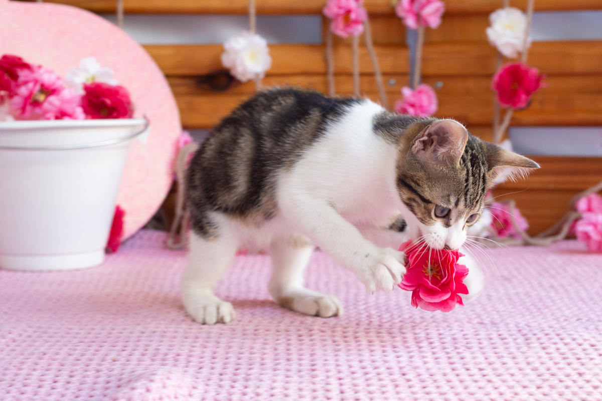 gatinha brincando no cenário de dia das mães  
