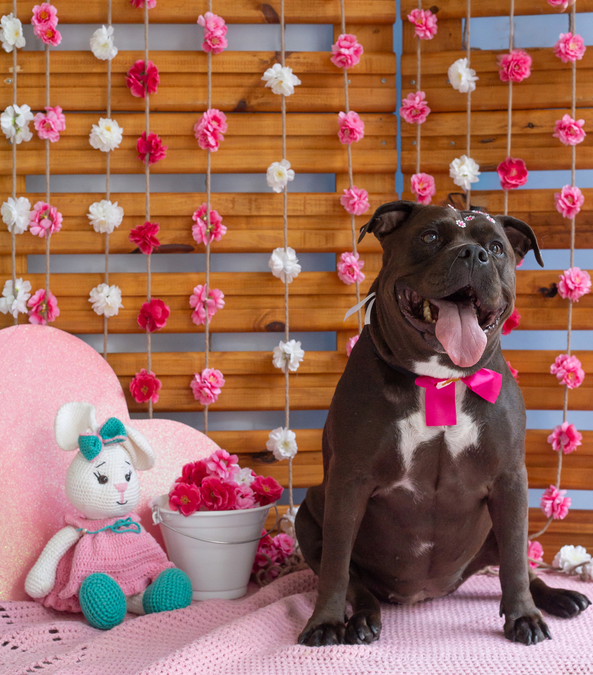 American Bully posando para câmera no cenário de dia das mães 