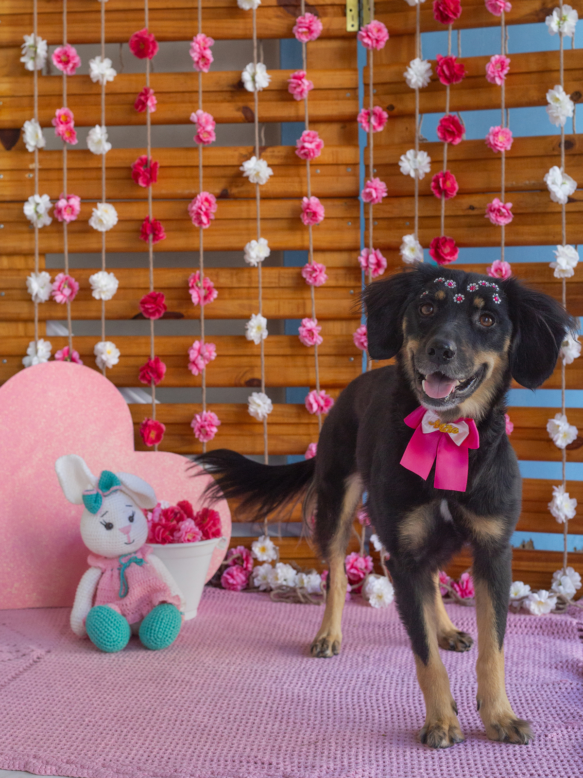 A vira-lata posando para câmera no cenário
