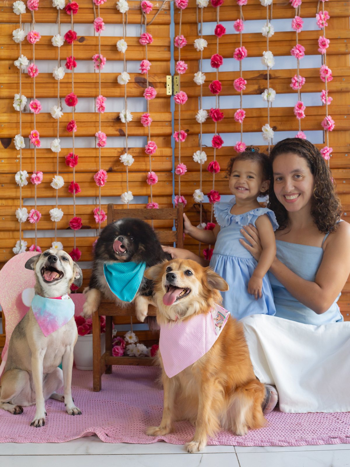 Srds e spitz, irmãos posando para câmera no cenário, junto com a irmãzinha humana e a mamãe de pet