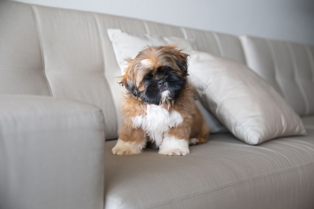 Pequeno shihtzu Barto, prestando atenção para foto. Relaxado em cima do sofá 