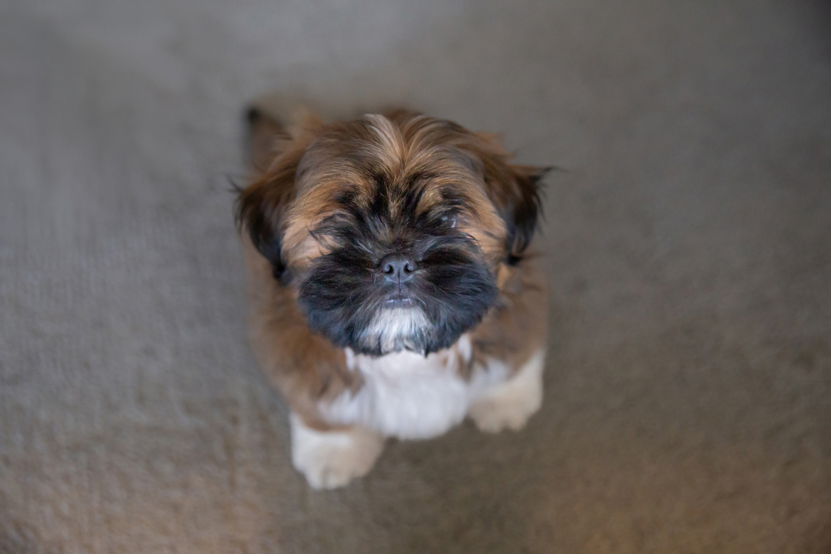 Pequeno shihtzu Barto, prestando atenção para foto. Ângulo de cima para baixo