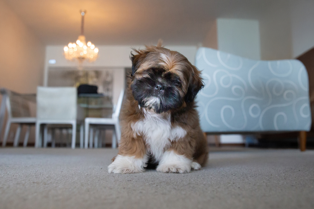 Pequeno shihtzu Barto, prestando atenção para foto. 