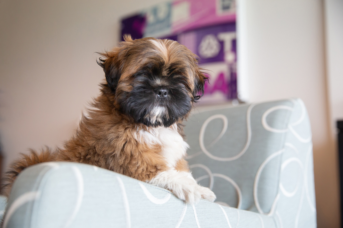 Pequeno shihtzu Barto, brincando no sofá de casa