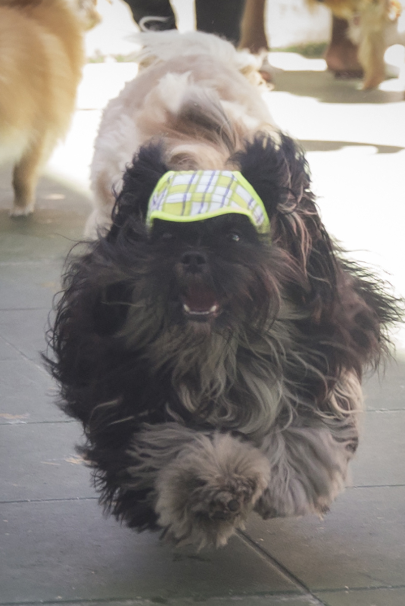 Cão Heros corre brincando, mostra seu boné