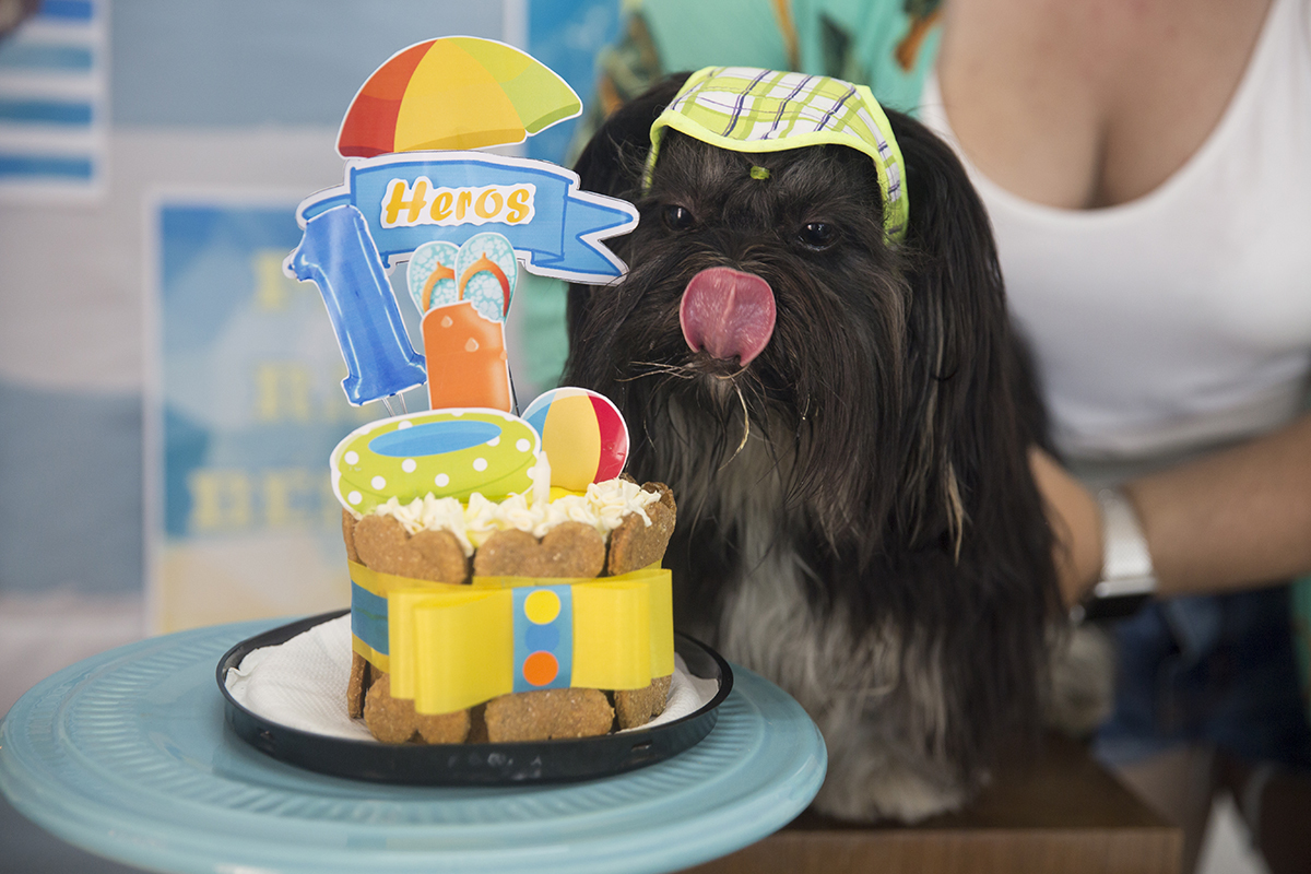 Cão Heros rouba o bolo na hora do parabéns